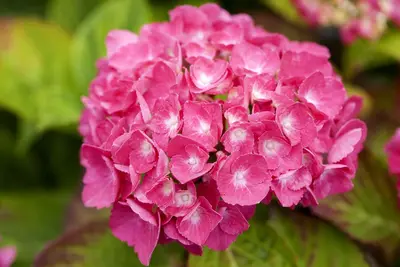 Hydrangea macrophylla (Hortensia) - afbeelding 88