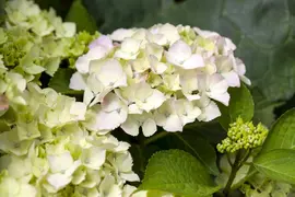 Hydrangea macrophylla (Hortensia) - afbeelding 90