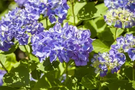 Hydrangea macrophylla (Hortensia) - afbeelding 93