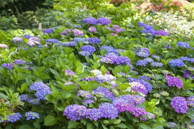 Hydrangea macrophylla (Hortensia) - afbeelding 94