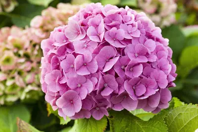 Hydrangea macrophylla (Hortensia) - afbeelding 102