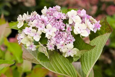 Hydrangea macrophylla (Hortensia) - afbeelding 103