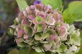 Hydrangea macrophylla (Hortensia) - afbeelding 115