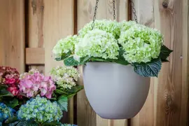 Hydrangea macrophylla (Hortensia) - afbeelding 126