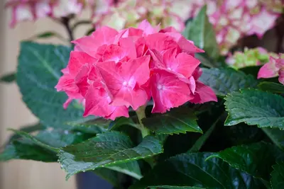 Hydrangea macrophylla (Hortensia) - afbeelding 128