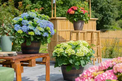 Hydrangea macrophylla (Hortensia) - afbeelding 136