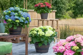 Hydrangea macrophylla (Hortensia) - afbeelding 137