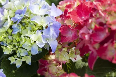 Hydrangea macrophylla (Hortensia) - afbeelding 140
