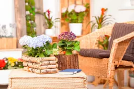 Hydrangea macrophylla (Hortensia) - afbeelding 141