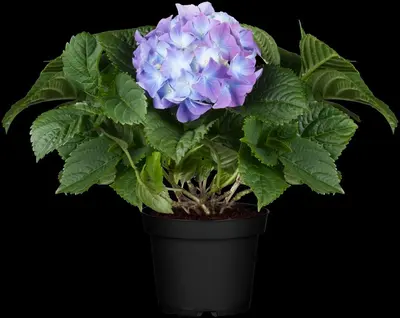 Hydrangea macrophylla (Hortensia) - afbeelding 79