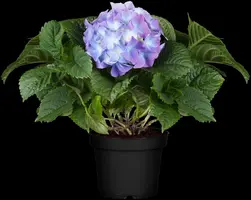 Hydrangea macrophylla (Hortensia) - afbeelding 79