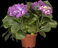 Hydrangea macrophylla (Hortensia) - afbeelding 6