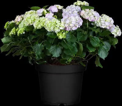Hydrangea macrophylla (Hortensia) - afbeelding 78