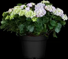 Hydrangea macrophylla (Hortensia) - afbeelding 78