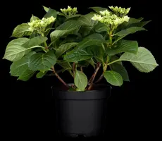 Hydrangea macrophylla (Hortensia) - afbeelding 45