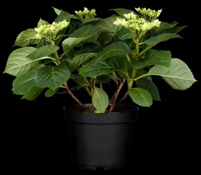 Hydrangea macrophylla (Hortensia) - afbeelding 45