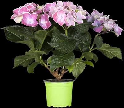 Hydrangea macrophylla (Hortensia) - afbeelding 55