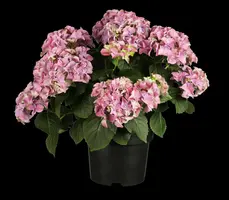 Hydrangea macrophylla (Hortensia) - afbeelding 4