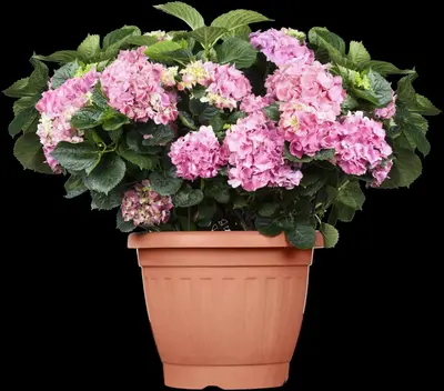 Hydrangea macrophylla (Hortensia) - afbeelding 71