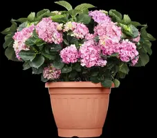 Hydrangea macrophylla (Hortensia) - afbeelding 71