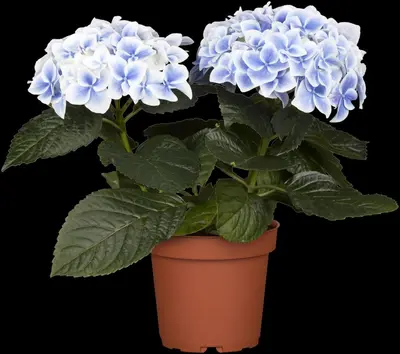 Hydrangea macrophylla (Hortensia) - afbeelding 5