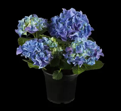 Hydrangea macrophylla (Hortensia) - afbeelding 2