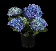 Hydrangea macrophylla (Hortensia) - afbeelding 2