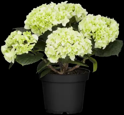 Hydrangea macrophylla (Hortensia) - afbeelding 123