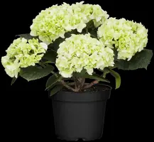 Hydrangea macrophylla (Hortensia) - afbeelding 123