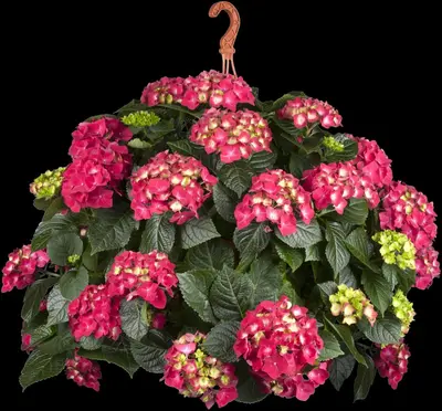 Hydrangea macrophylla (Hortensia) - afbeelding 56