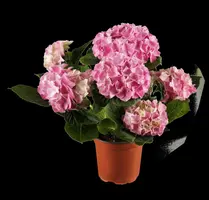 Hydrangea macrophylla (Hortensia) - afbeelding 1