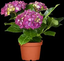 Hydrangea macrophylla (Hortensia) - afbeelding 70