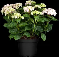 Hydrangea macrophylla (Hortensia) - afbeelding 63
