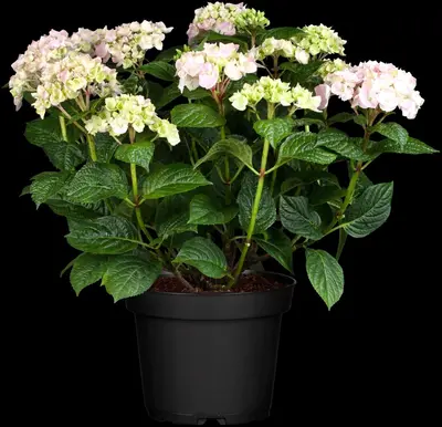 Hydrangea macrophylla (Hortensia) - afbeelding 63