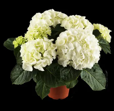 Hydrangea macrophylla (Hortensia) - afbeelding 3