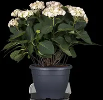 Hydrangea macrophylla (Hortensia) - afbeelding 41
