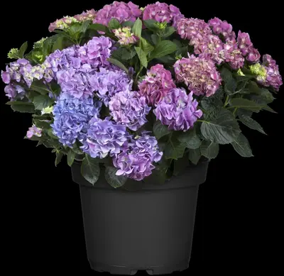 Hydrangea macrophylla (Hortensia) - afbeelding 76