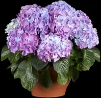 Hydrangea macrophylla (Hortensia) - afbeelding 57