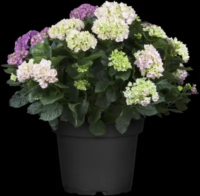 Hydrangea macrophylla (Hortensia) - afbeelding 75