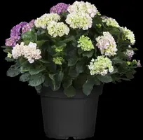 Hydrangea macrophylla (Hortensia) - afbeelding 75