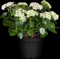 Hydrangea macrophylla (Hortensia) - afbeelding 81