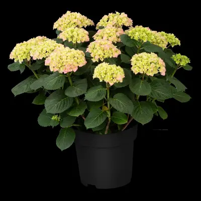 Hydrangea macrophylla (Hortensia) - afbeelding 133