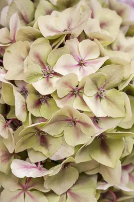 Hydrangea macrophylla 'Magical Diamond'® (Hortensia 'Magical Diamond') - afbeelding 4