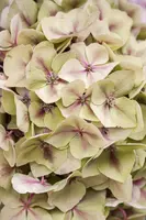 Hydrangea macrophylla 'Magical Diamond'® (Hortensia 'Magical Diamond') - afbeelding 4