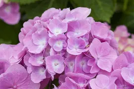 Hydrangea macrophylla 'Magical Diamond'® (Hortensia 'Magical Diamond') - afbeelding 1