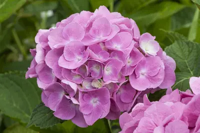 Hydrangea macrophylla 'Magical Diamond'® (Hortensia 'Magical Diamond') - afbeelding 2