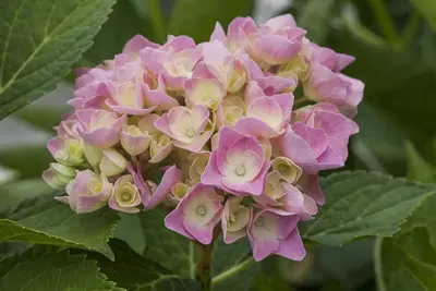 Hydrangea macrophylla 'Magical Diamond'® (Hortensia 'Magical Diamond') - afbeelding 3