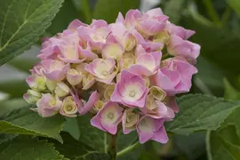Hydrangea macrophylla 'Magical Diamond'® (Hortensia 'Magical Diamond') - afbeelding 3