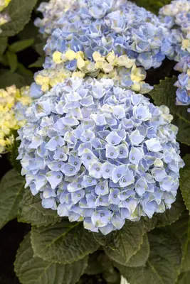 Hydrangea 'Magical'® (Hortensia) - afbeelding 2
