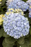 Hydrangea 'Magical'® (Hortensia) - afbeelding 2